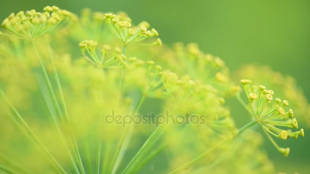 Flores de eneldo en el jardín — Vídeos de Stock