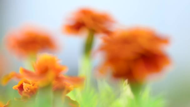 Marigold λουλούδι στον κήπο — Αρχείο Βίντεο