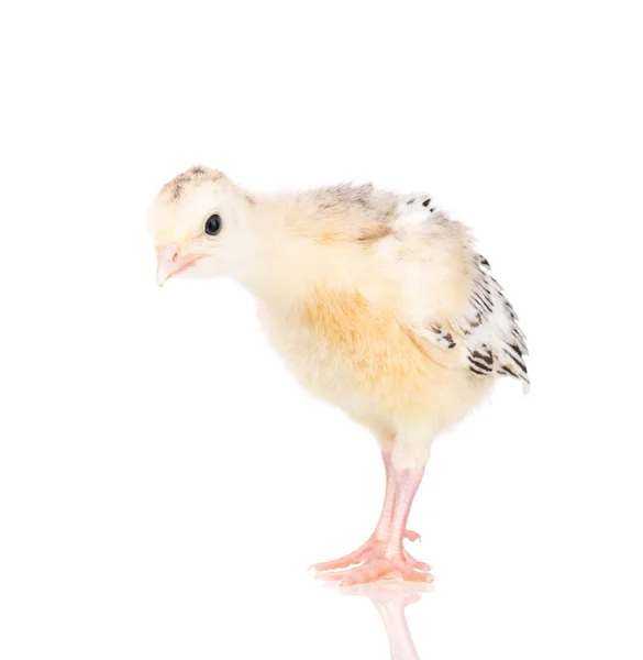 Pequeno peru de frango — Fotografia de Stock