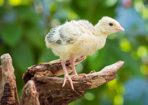 Tacchino di pollo — Foto Stock