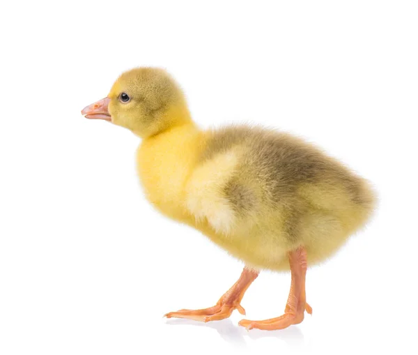 Söta nyfödda gosling — Stockfoto