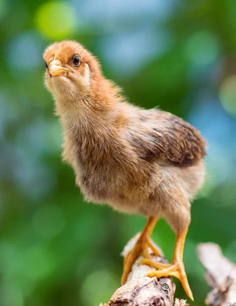 Niedliches kleines neugeborenes Huhn — Stockfoto