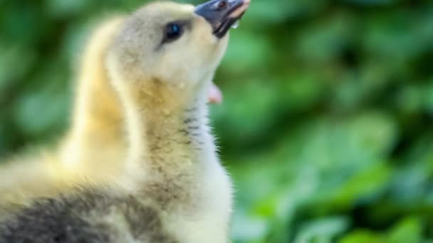 Gosling en eendje in groen gras — Stockvideo