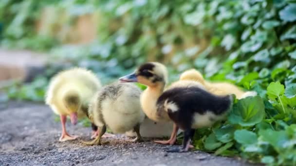 Gosling and duckling in green grass — Stock Video