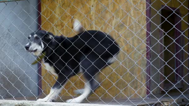 Собака в клетке в приюте для животных — стоковое видео