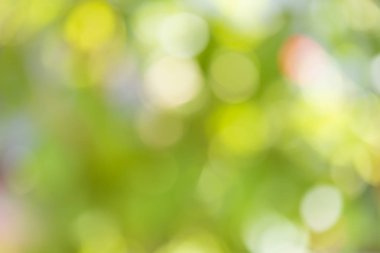 bokeh etkisi ile yeşil arka plan