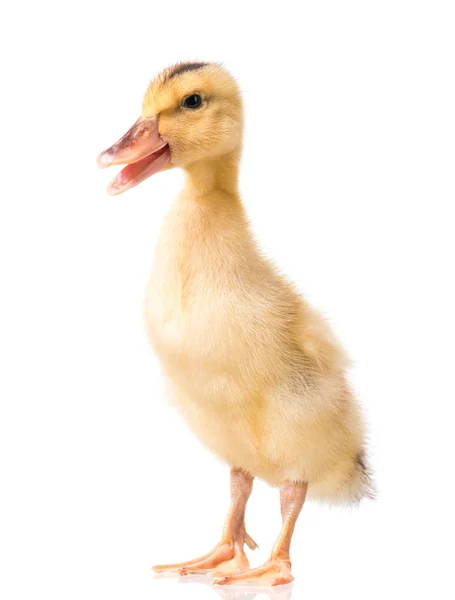 Cute newborn duckling — Stock Photo, Image