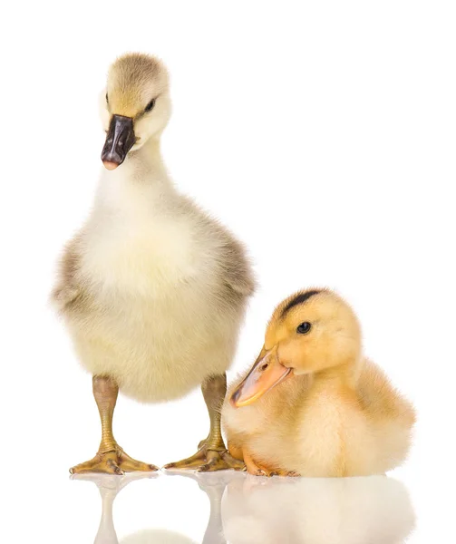 Mignon nouveau-né gosling et caneton — Photo