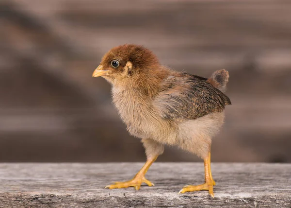 Mignon petit poulet nouveau-né — Photo