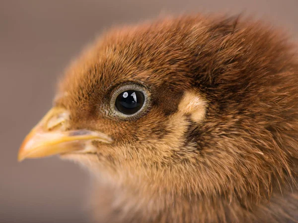 Lindo pollito recién nacido —  Fotos de Stock