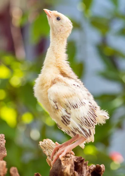 Tacchino di pollo — Foto Stock