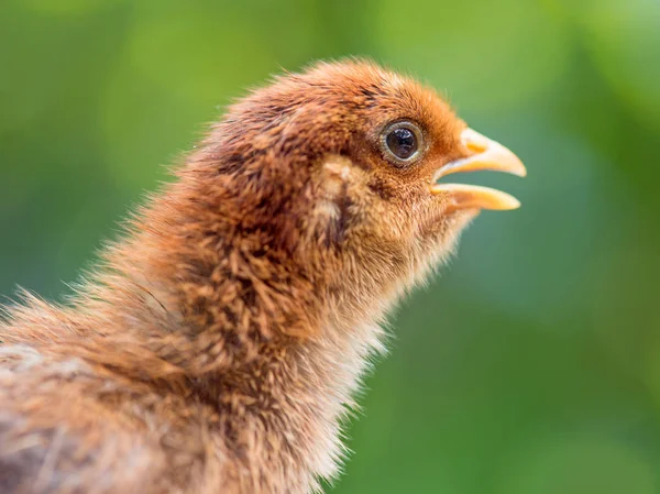 Cute little newborn chicken — Stock Photo, Image