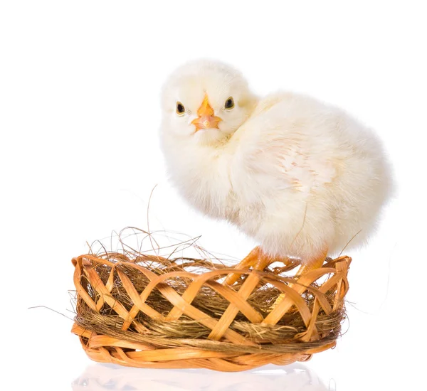 Poulet nouveau-né sur fond blanc — Photo