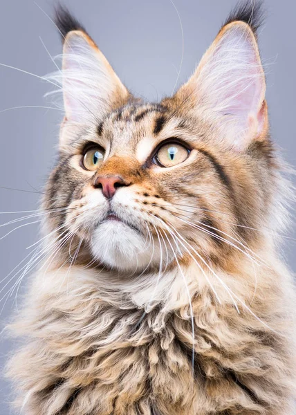 Portrait Of Maine Coon Cat Stock Photo By C Denisnata