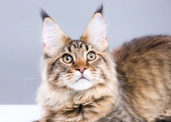 Retrato de Maine Coon gatito —  Fotos de Stock