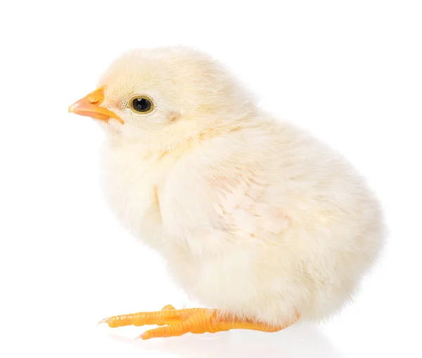 Новорожденный цыпленок на белом фоне — стоковое фото