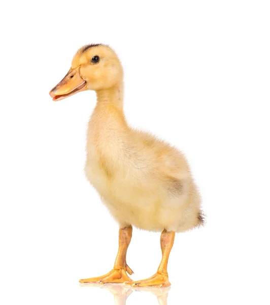 Cute newborn duckling — Stock Photo, Image