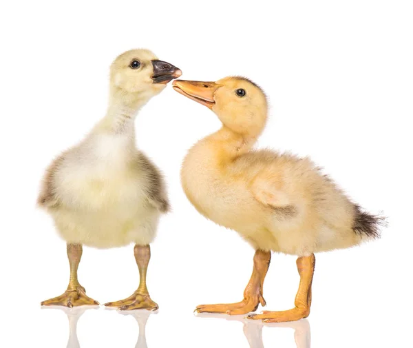 Mignon nouveau-né gosling et caneton — Photo