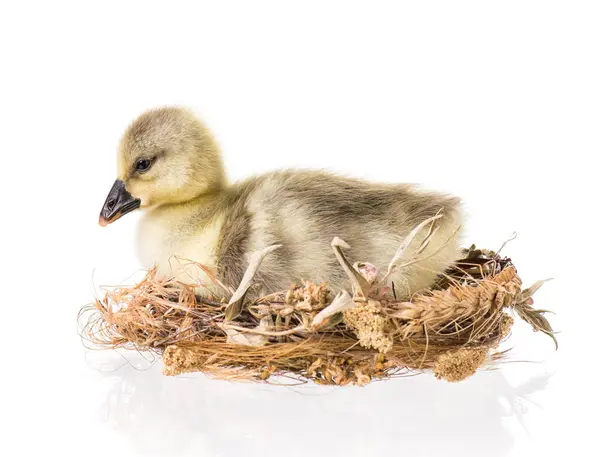 Roztomilý novorozence gosling — Stock fotografie