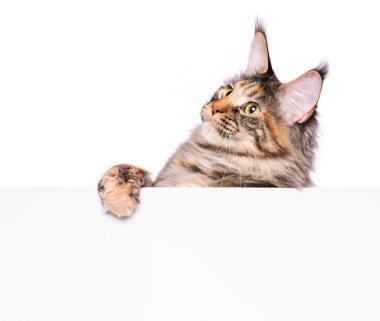 Maine Coon kedi boş