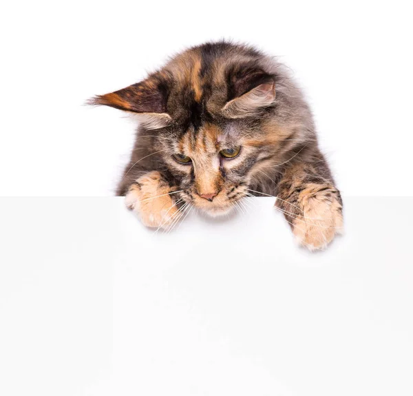 Мейн Кун кішка з порожнім — стокове фото