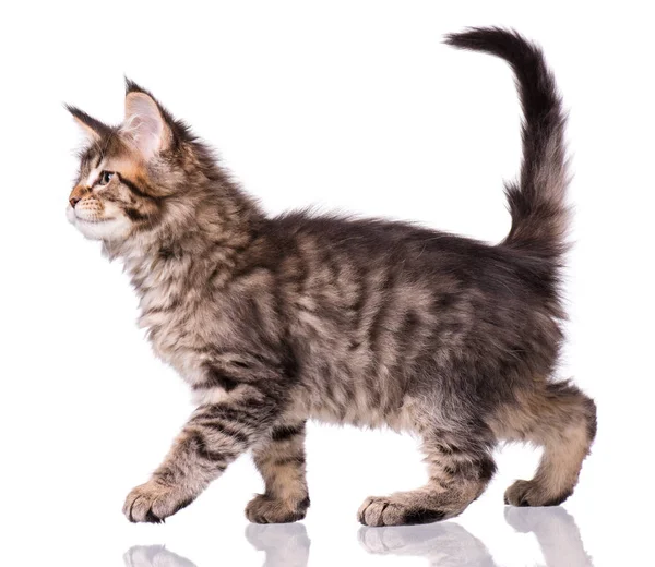 Maine Coon kitten on white — Stock Photo, Image