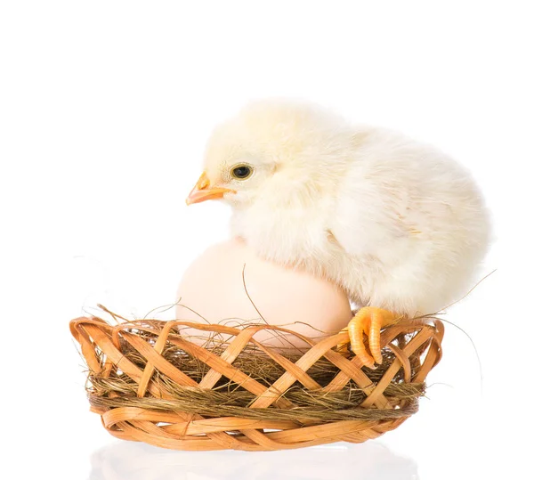Újszülött csirke fehér háttér — Stock Fotó
