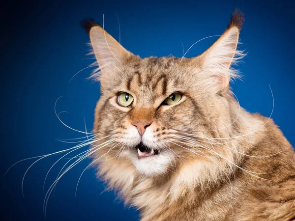 Retrato de Maine Coon gato — Foto de Stock