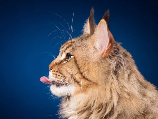 Retrato de Maine Coon gato — Foto de Stock