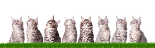 草のメインクーン子猫 — ストック写真