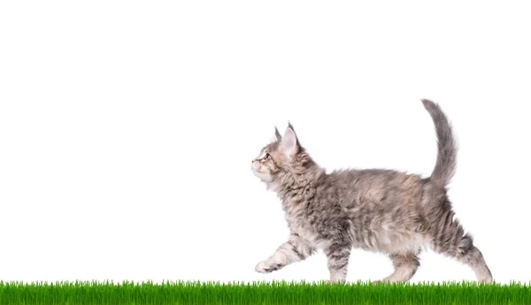 Maine Coon kitten in grass — Stock Photo, Image