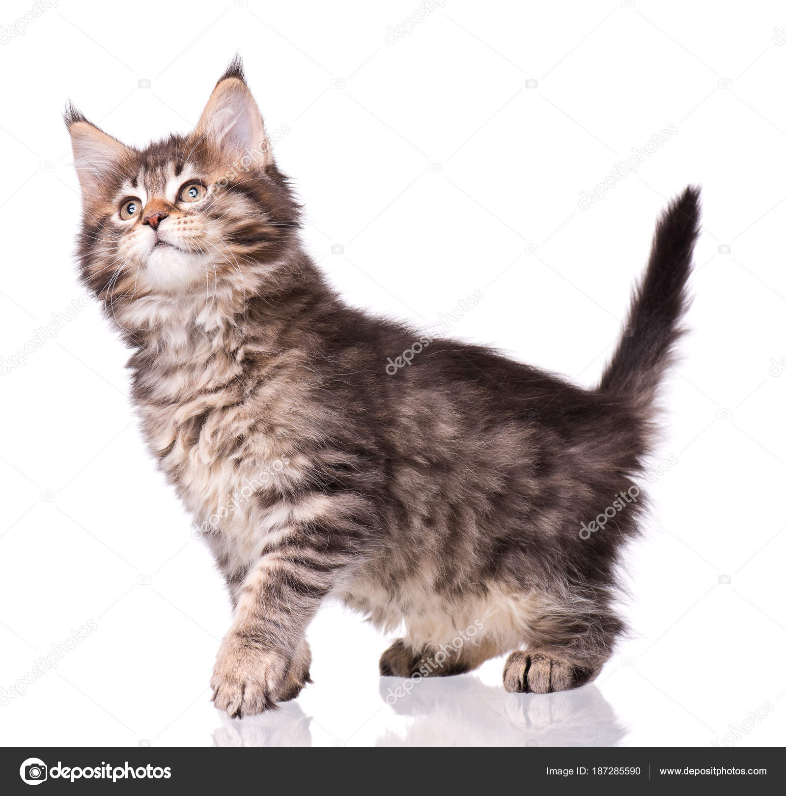 Maine Coon Kitten Biały Zdjęcie Stockowe Denisnata 187285590