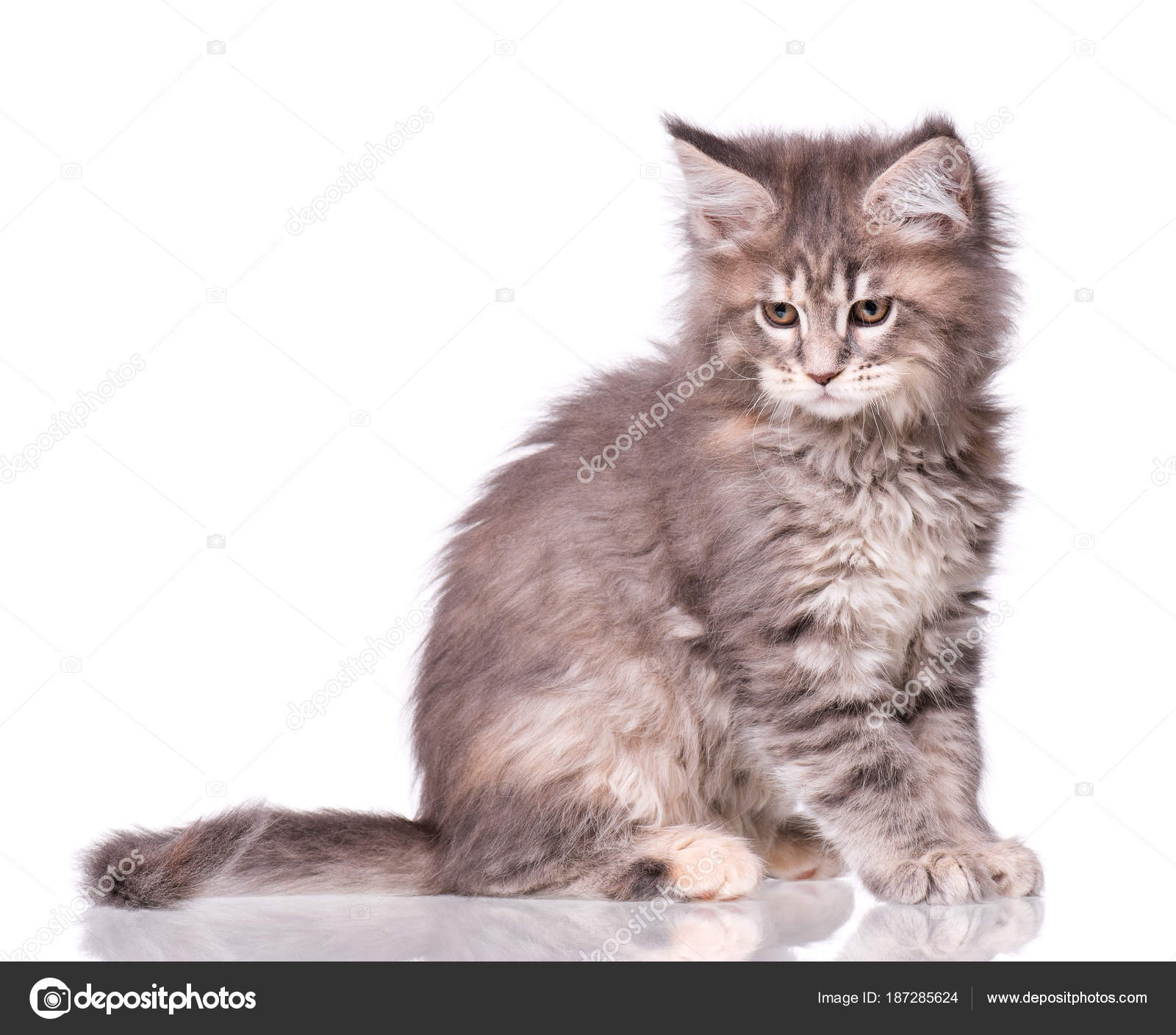 Maine Coon Kitten Biały Zdjęcie Stockowe Denisnata 187285624