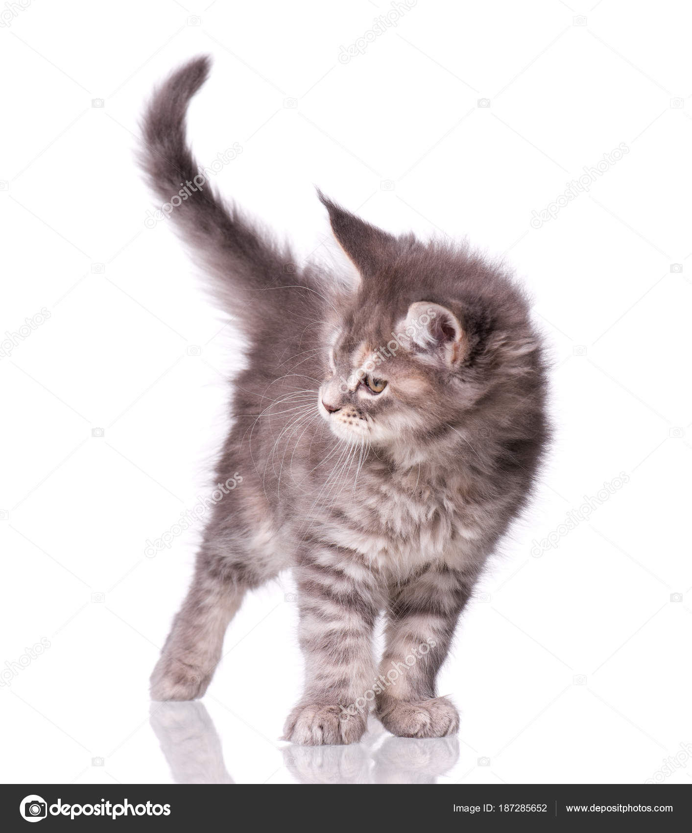 Maine Coon Kitten Biały Zdjęcie Stockowe Denisnata 187285652