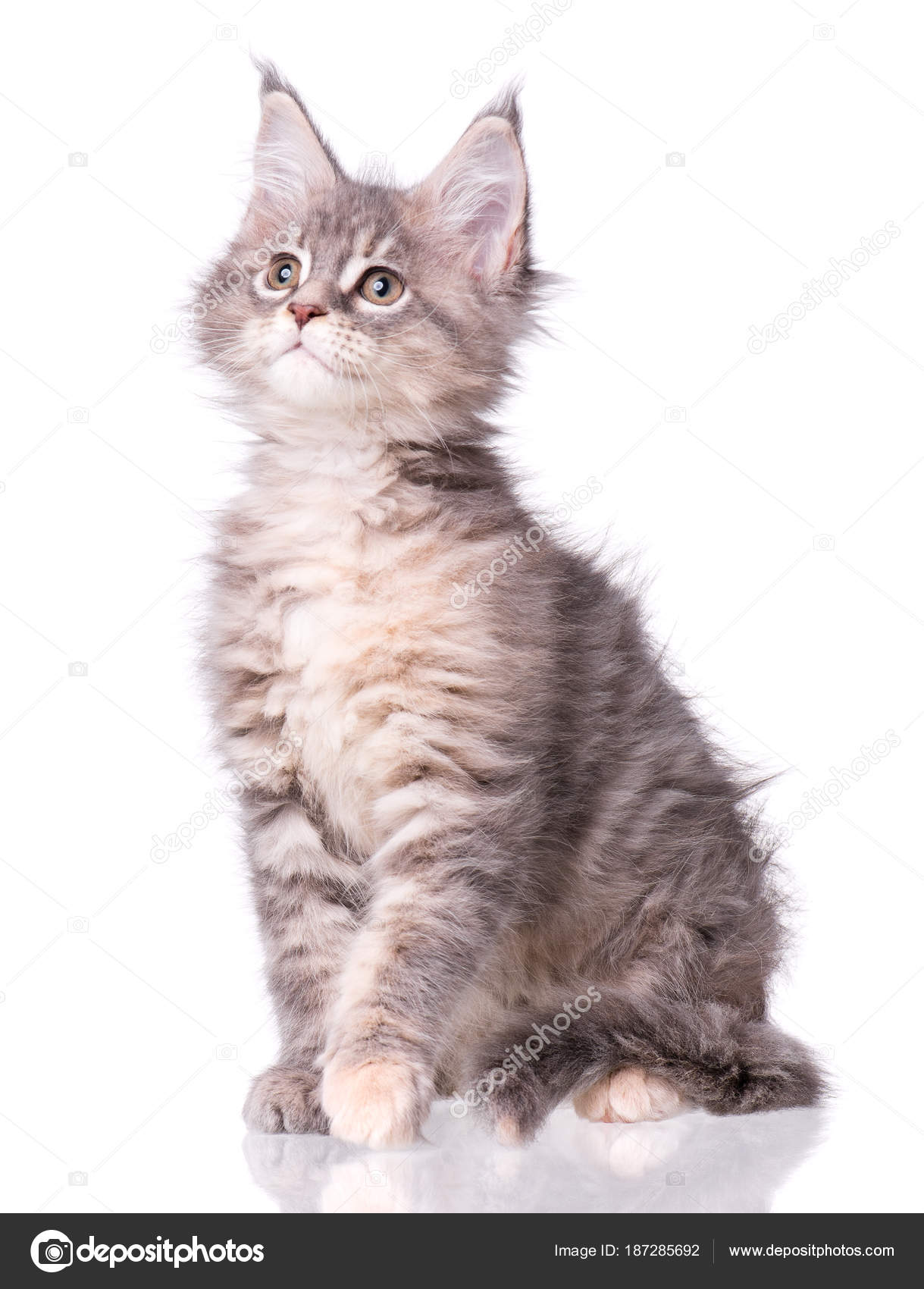 Maine Coon Kitten Biały Zdjęcie Stockowe Denisnata 187285692