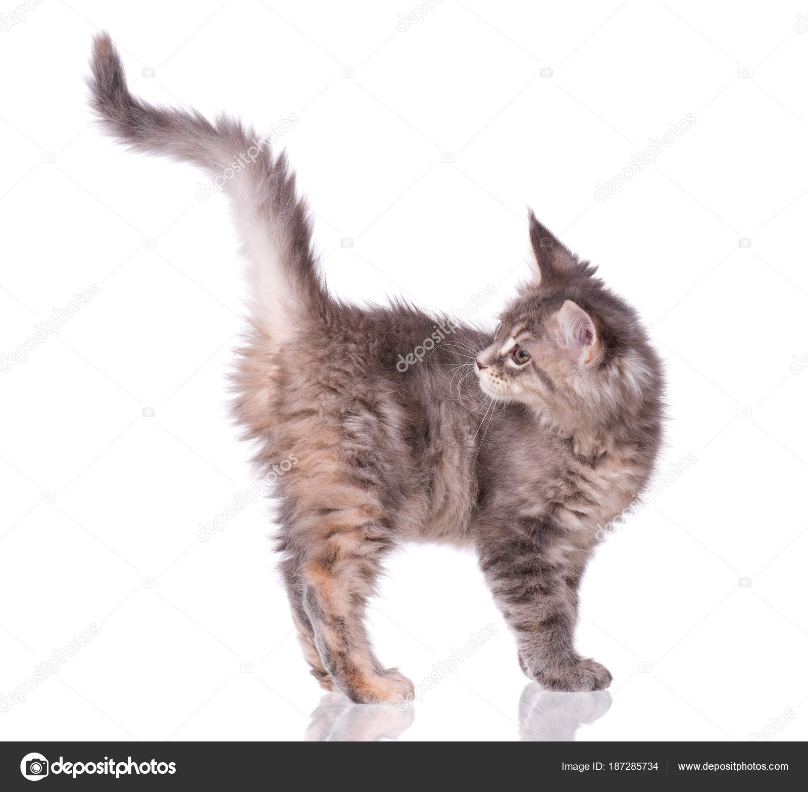 Maine Coon Kitten Biały Zdjęcie Stockowe Denisnata 187285734