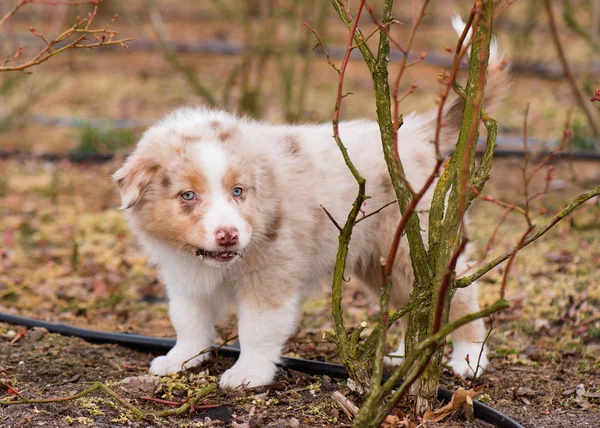 Chiot berger australien — Photo