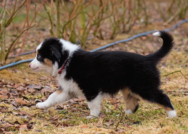 Owczarek australijski puppy — Zdjęcie stockowe