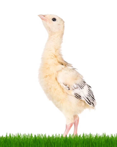 Malé kuře Turecko — Stock fotografie