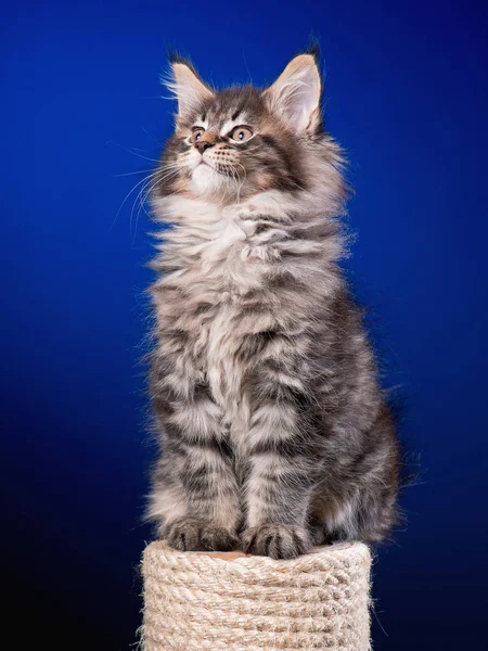 Maine chaton coon sur bleu — Photo