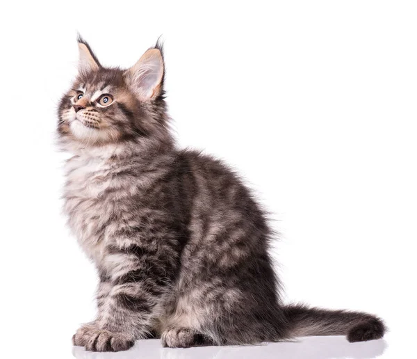 Maine Coon kitten op wit — Stockfoto