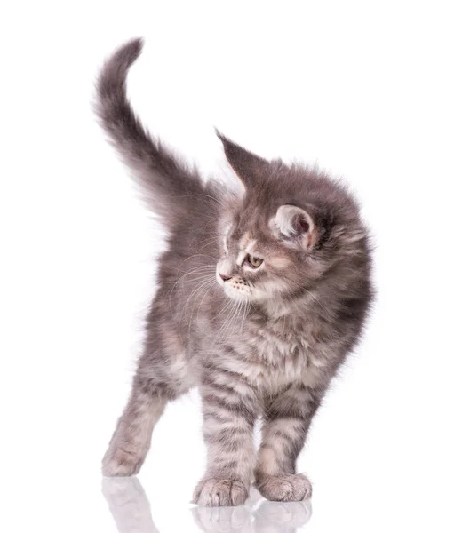 Maine Coon kitten on white — Stock Photo, Image