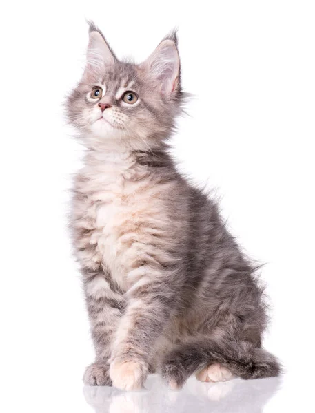 Maine Coon kitten na bílém — Stock fotografie