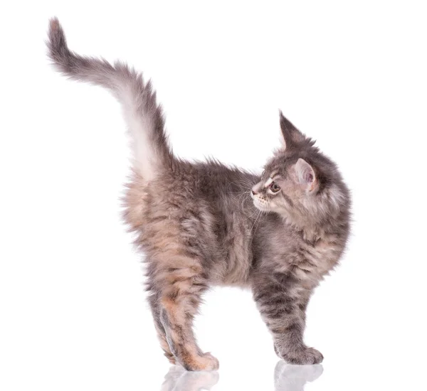 Maine Coon gatito en blanco —  Fotos de Stock