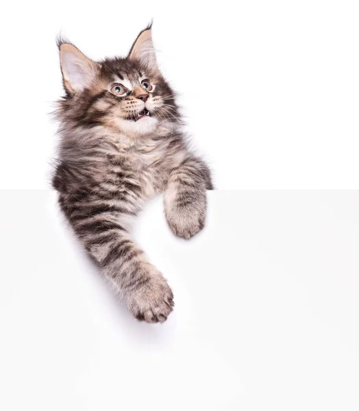 Maine Coon kitten s prázdnou — Stock fotografie