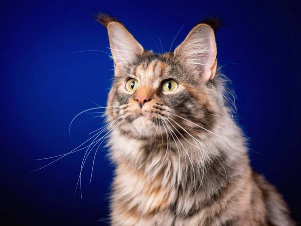 Retrato de Maine Coon gato — Foto de Stock