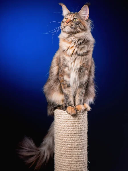缅因猫的肖像 — 图库照片