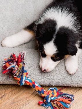 Avustralyalı çoban köpek