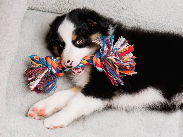 Cucciolo pastore australiano — Foto Stock