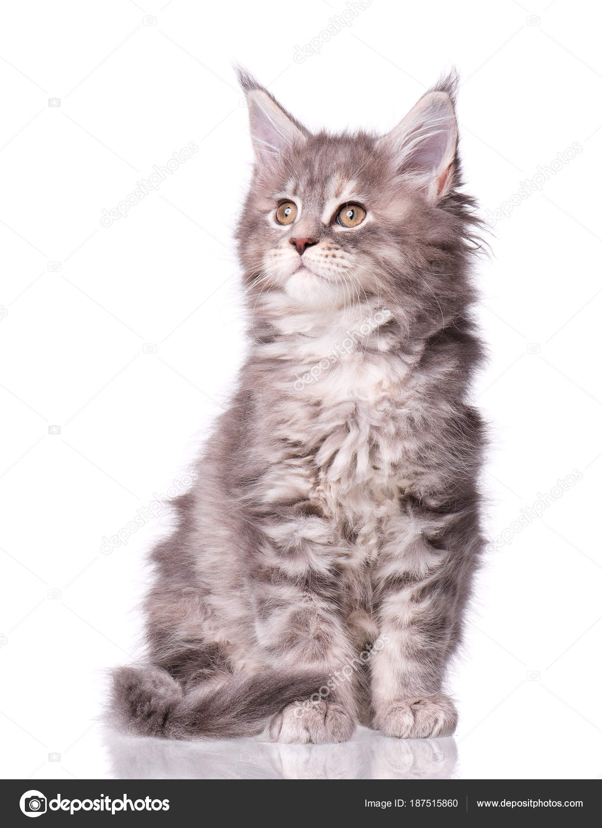 Maine Coon Kitten Biały Zdjęcie Stockowe Denisnata 187515860